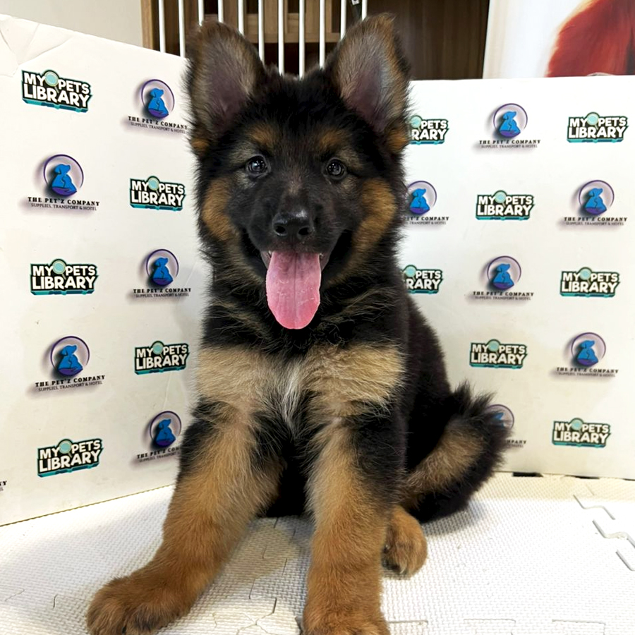 German Shepherd Puppy (Male) For Sale