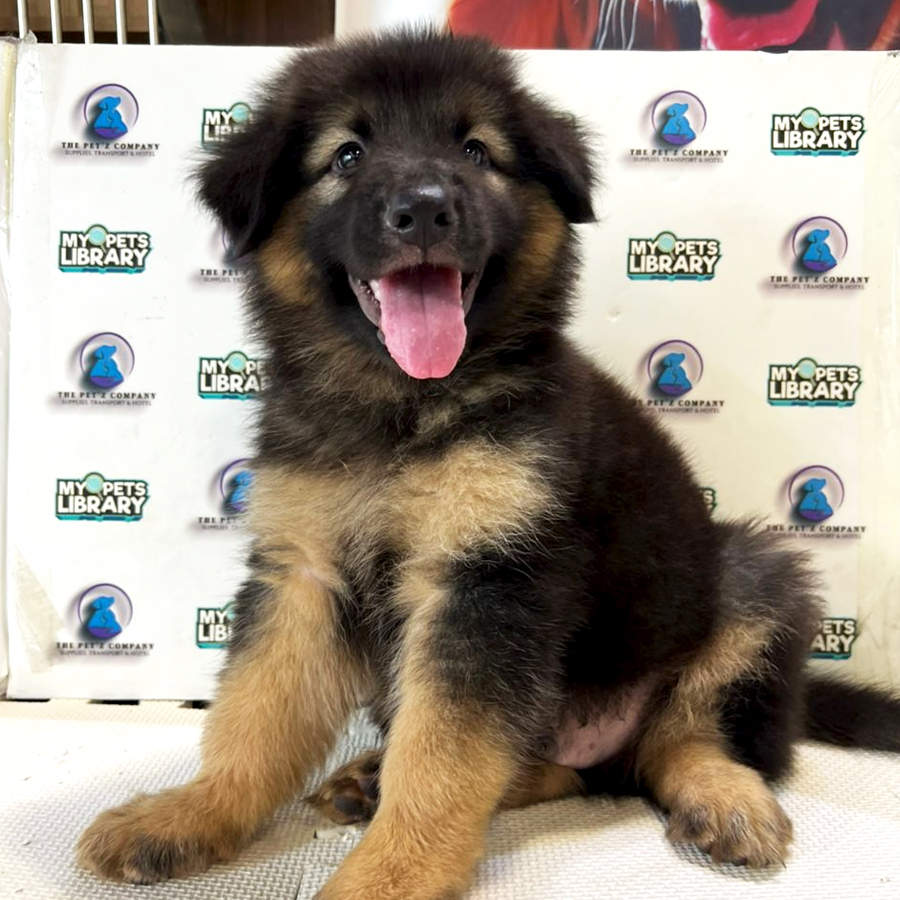 German Shepherd Puppy (Male) For Sale