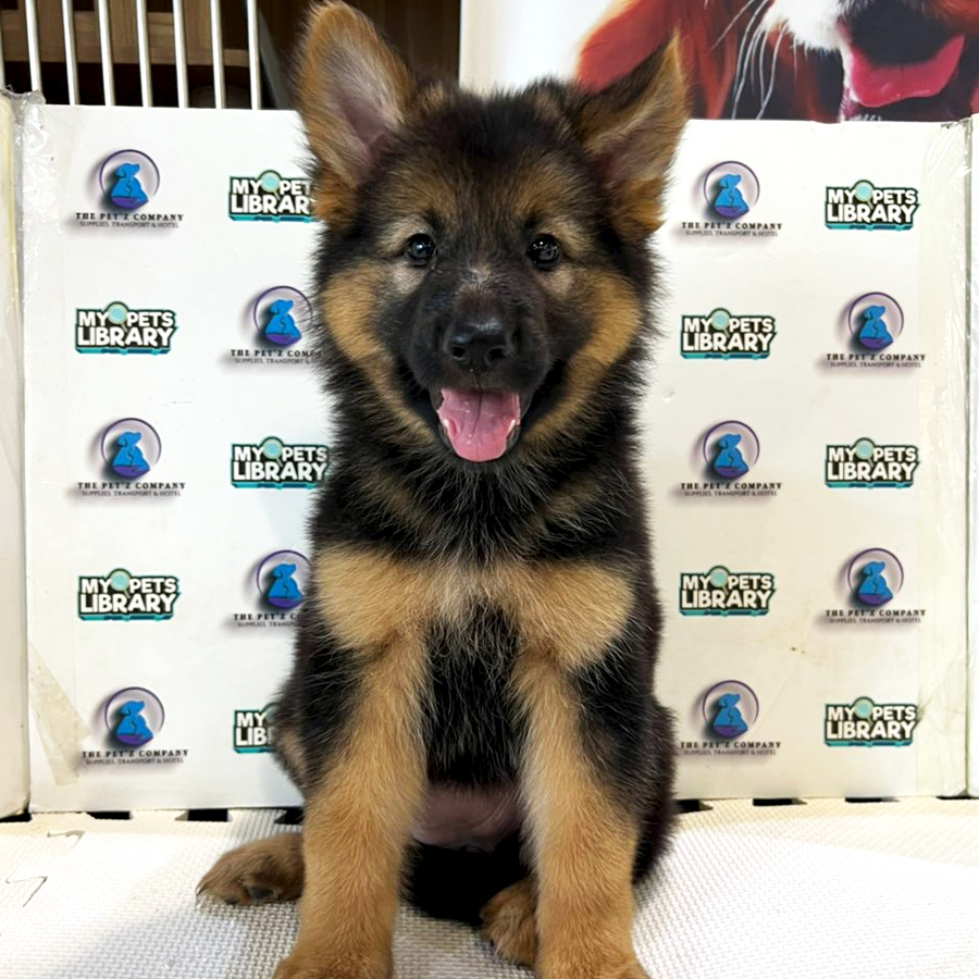 German Shepherd Puppy (Female) For Sale