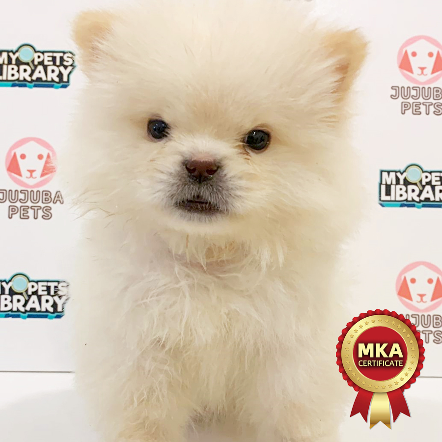 MKA Chow Chow Puppy (Female) For Sale