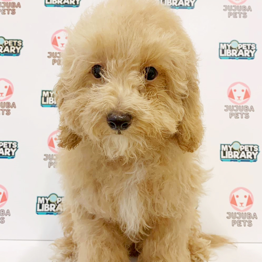 Toy Poodle Puppy (Male) For Sale
