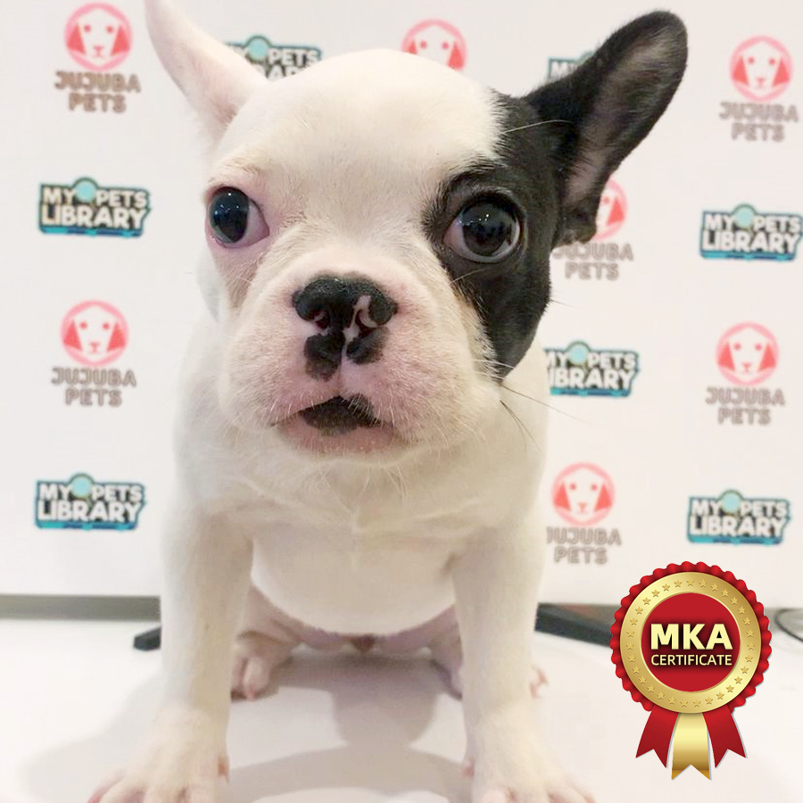 MKA French Bulldog Puppy (Female) For Sale