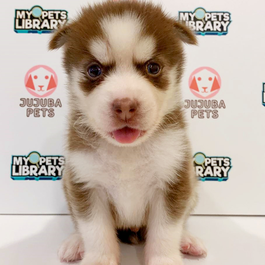 Pomsky Puppy (Male) For Sale