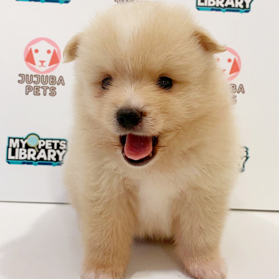 Pomeranian Puppy (Male) For Sale