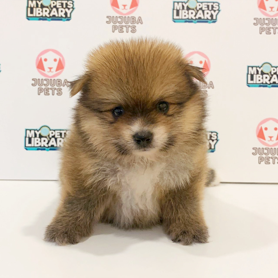 Pomeranian Puppy (Male) For Sale