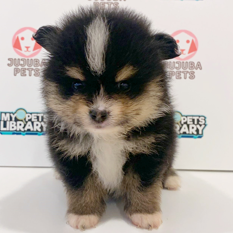 Pomeranian Puppy (Male) For Sale