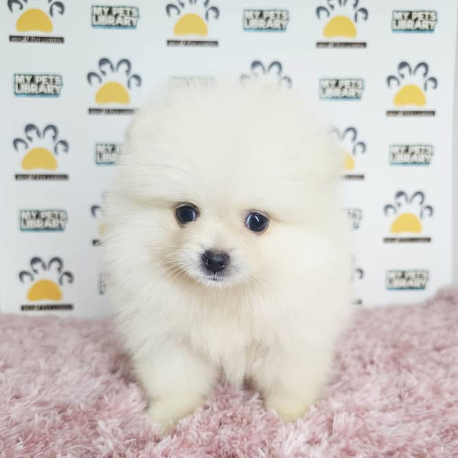 Tiny Pomeranian Puppy (Female) For Sale