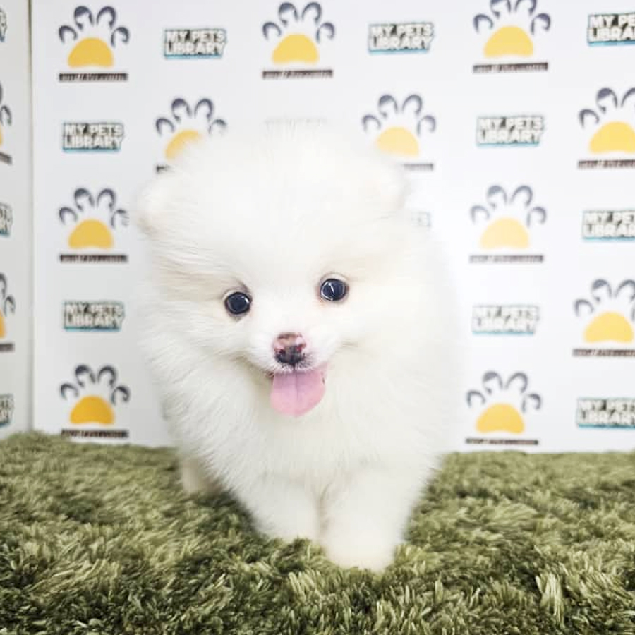 Tiny Pomeranian Puppy (Male) For Sale