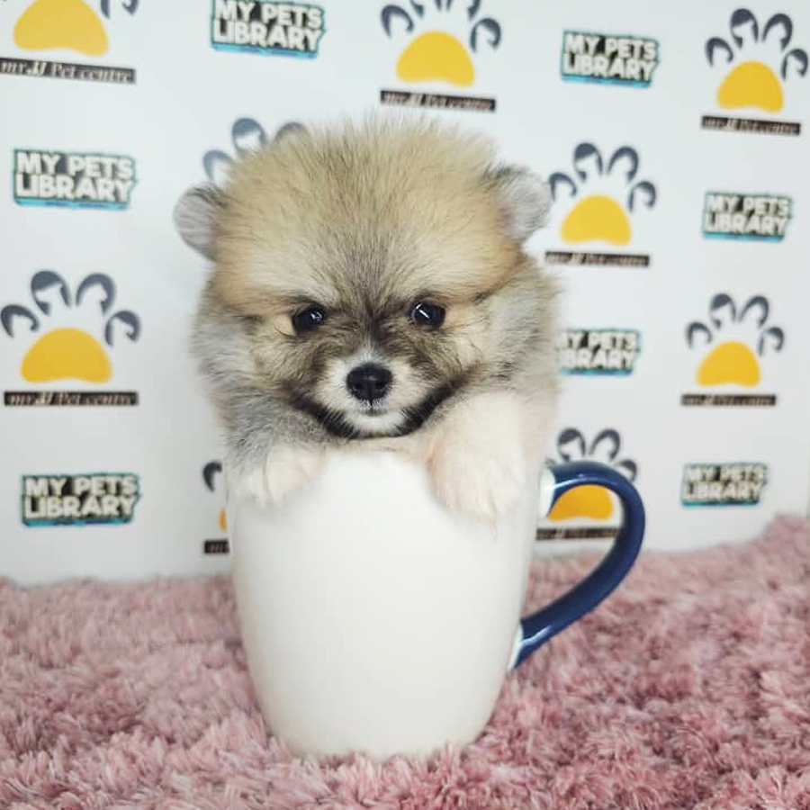 Teacup Pomeranian Puppy (Female) For Sale