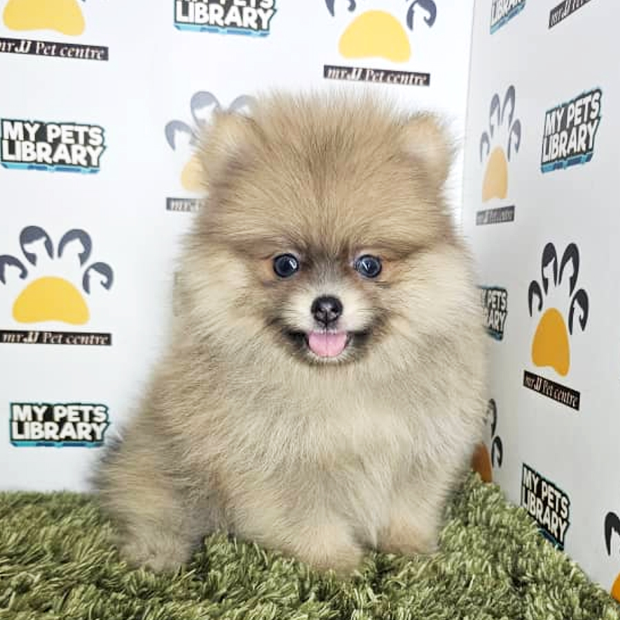 Tiny Pomeranian Puppy (Male) For Sale