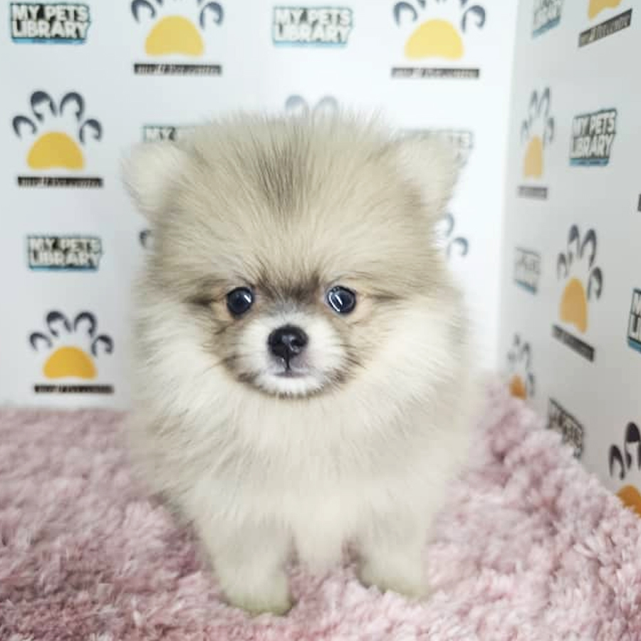 Tiny Pomeranian Puppy (Female) For Sale