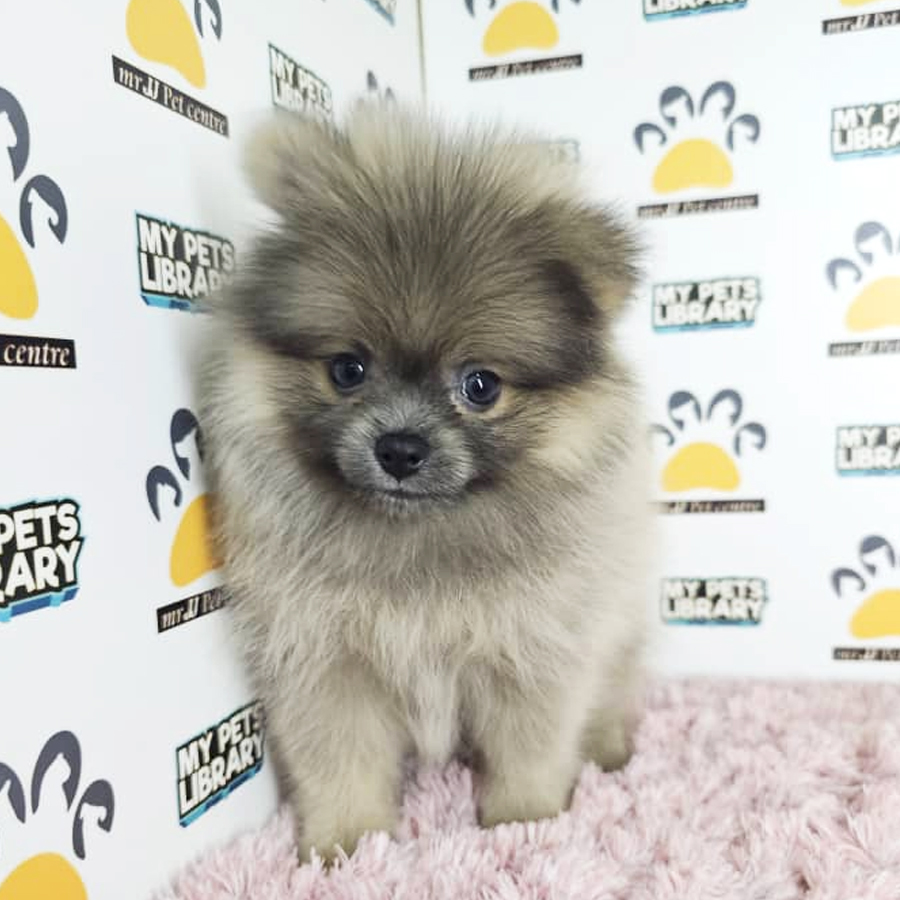 Tiny Pomeranian Puppy (Female) For Sale