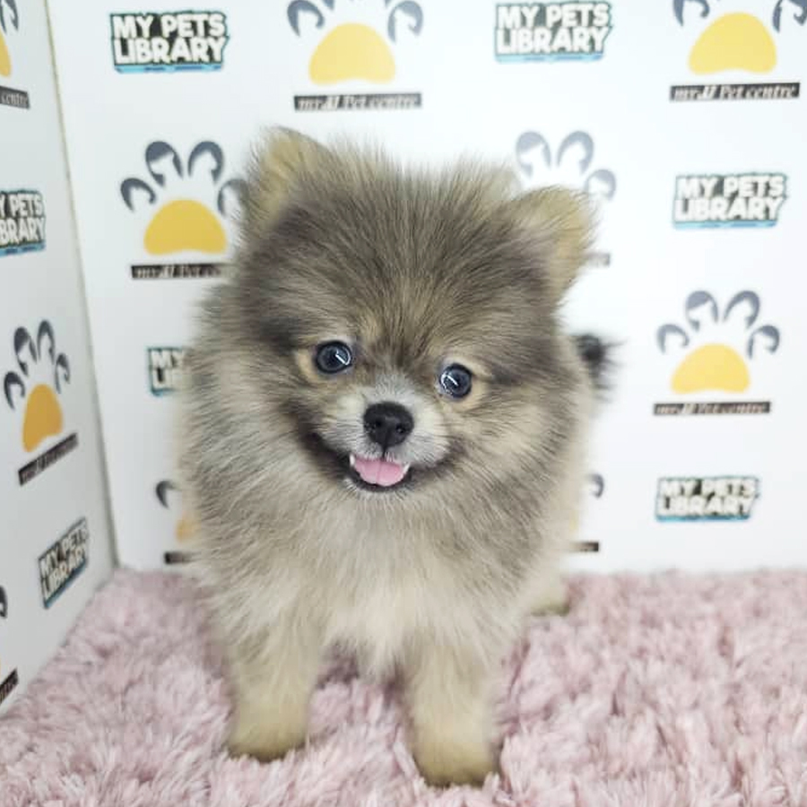 Tiny Pomeranian Puppy (Female) For Sale