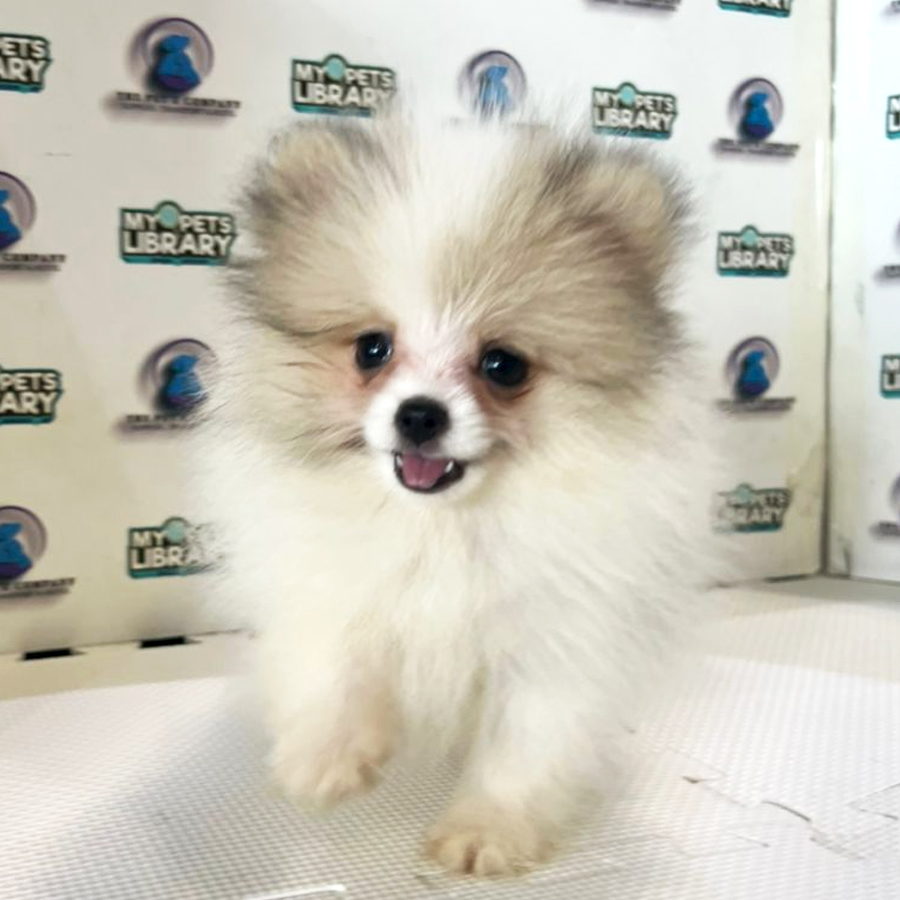 Pomeranian Puppy (Female) For Sale