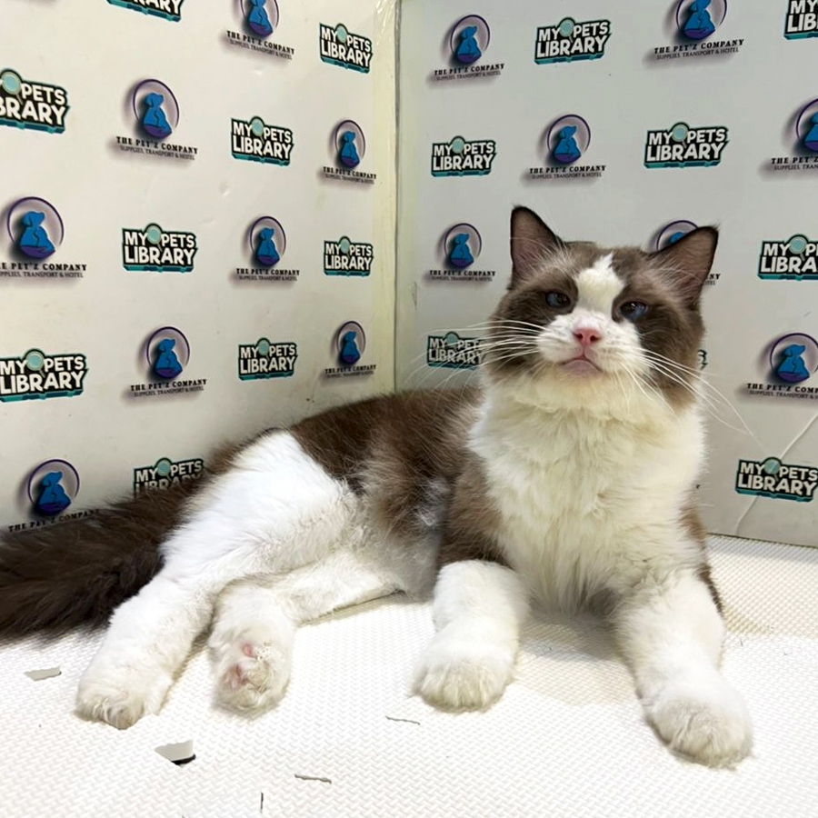 Ragdoll Kitten (Male) For Sale