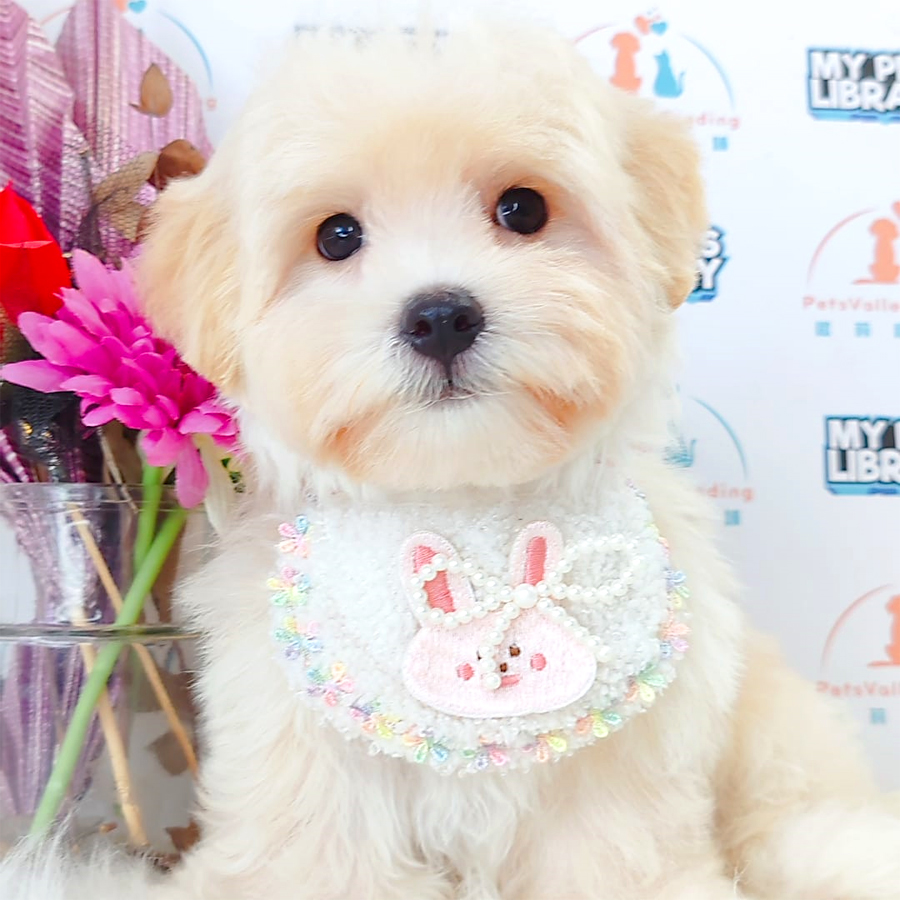 Maltipoo Puppy (Male) For Sale