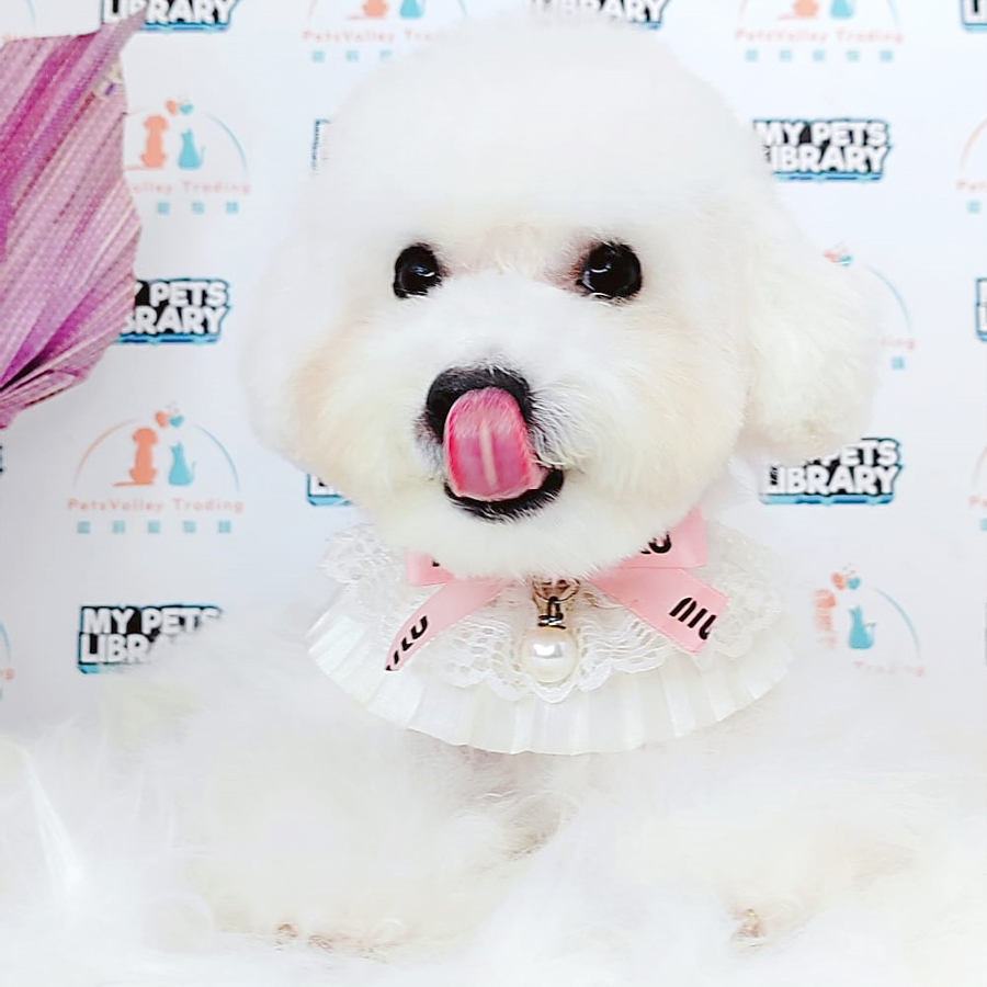 Toy Poodle Puppy (Male) For Sale