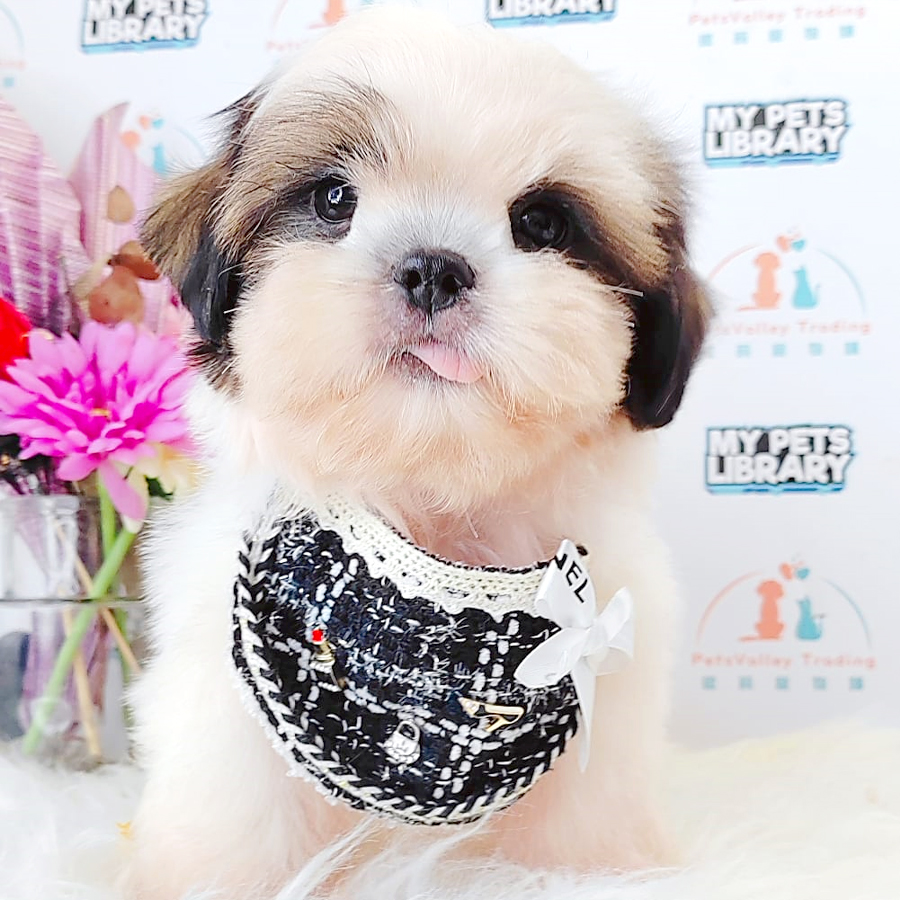 Shih Tzu Puppy (Female) For Sale