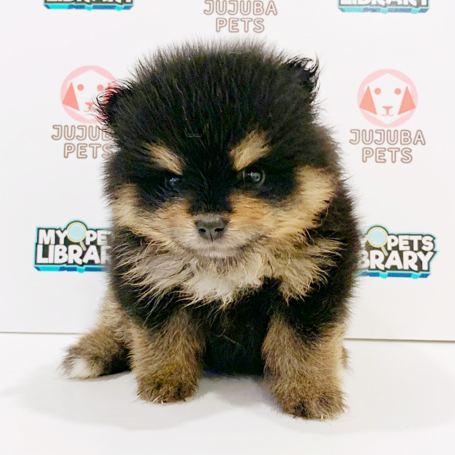 Pomeranian Puppy (Female) For Sale