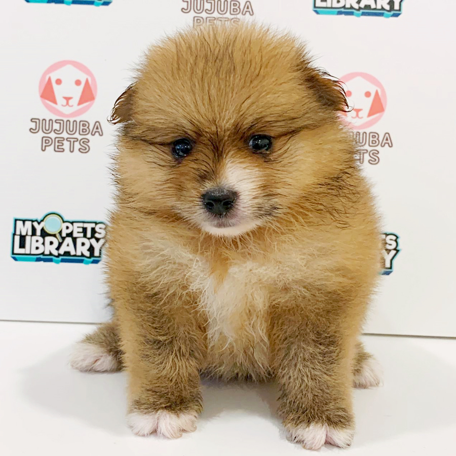 Pomeranian Puppy (Female) For Sale