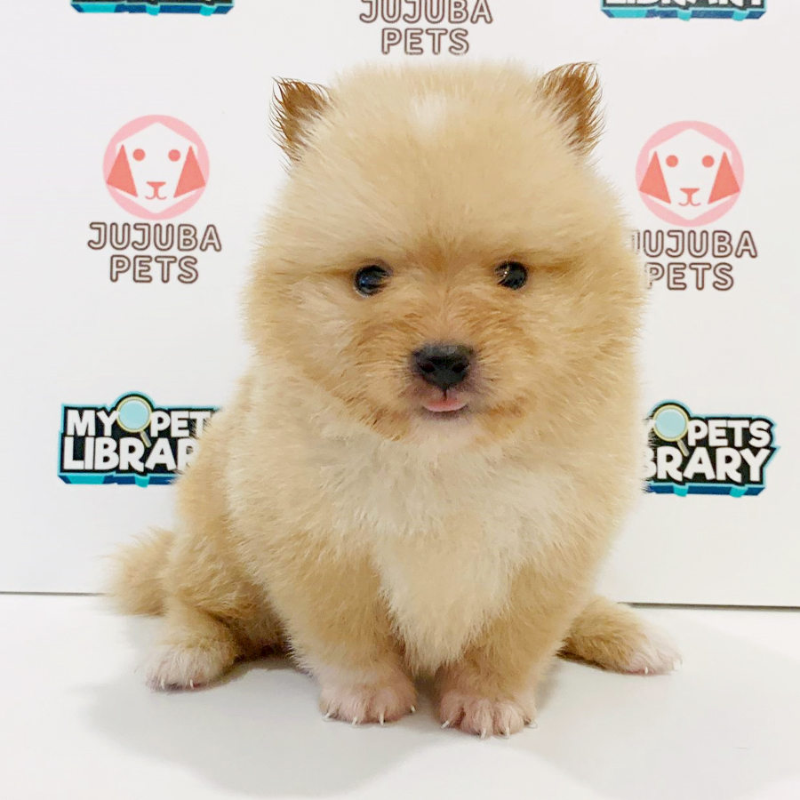 Tiny Pomeranian Puppy (Male) For Sale