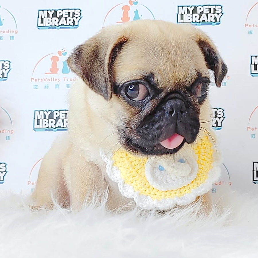 Pug Puppy (Female) For Sale