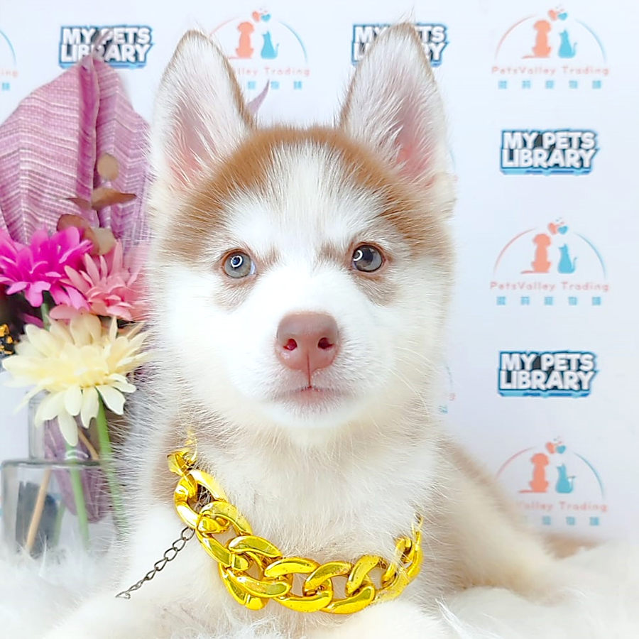 Siberian Husky Puppy (Female) For Sale