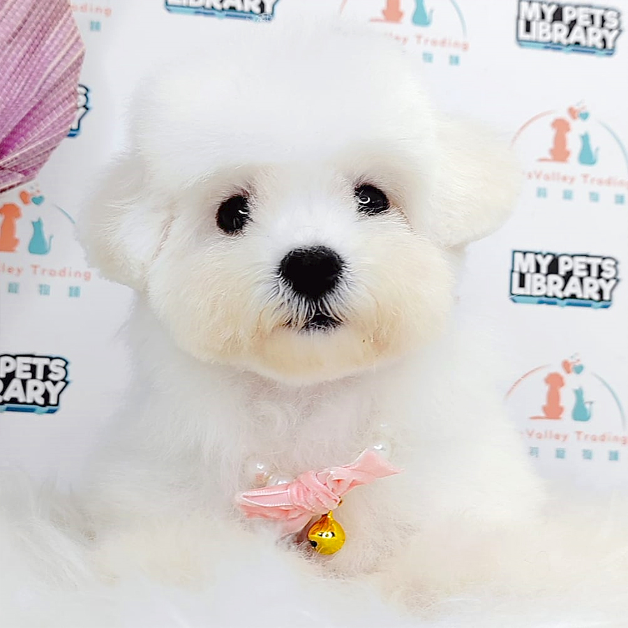 Bichon Frise Puppy (Female) For Sale
