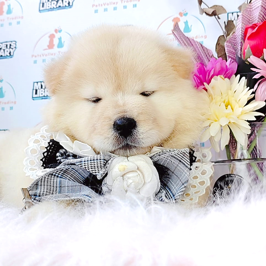 Chow Chow Puppy (Female) For Sale