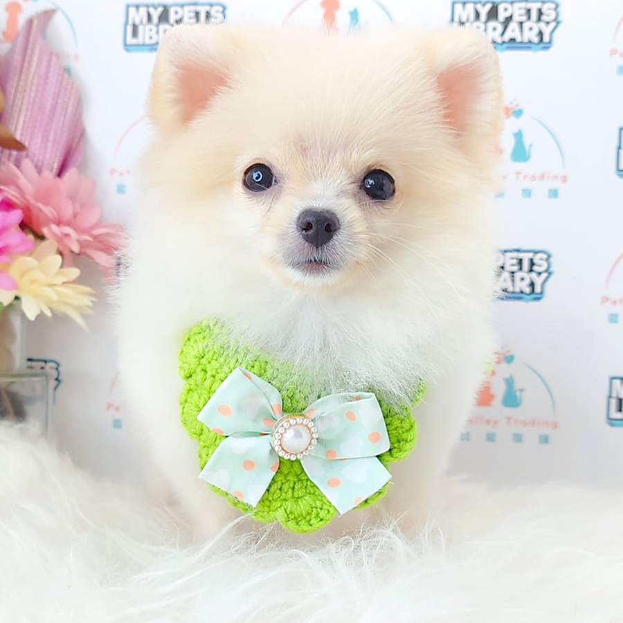 Pomeranian Puppy (Male) For Sale