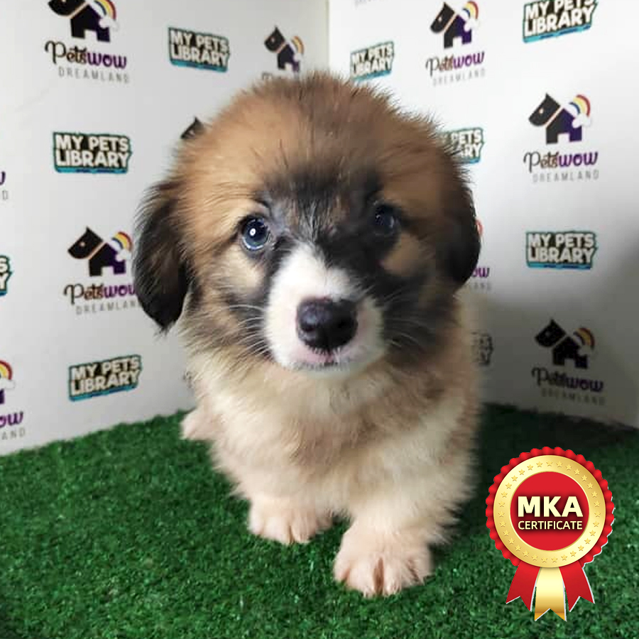 MKA Pembroke Welsh Corgi Puppy (Female) For Sale