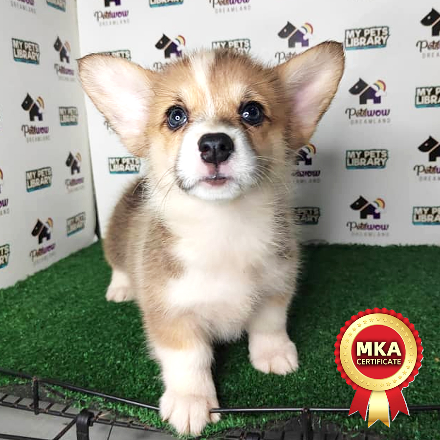 MKA Pembroke Welsh Corgi Puppy (Female) For Sale