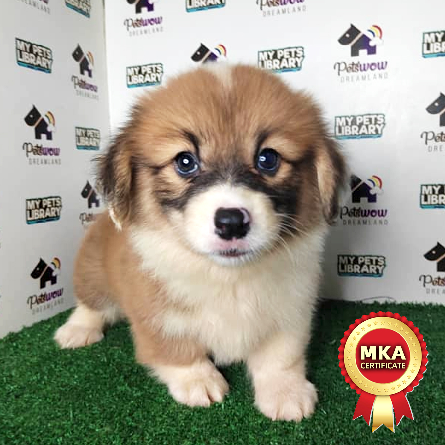 MKA Pembroke Welsh Corgi Puppy (Female) For Sale