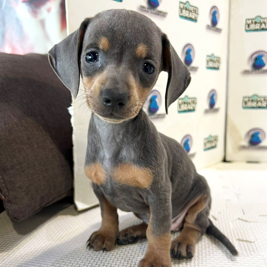 Dachshund Puppy (Female) For Sale