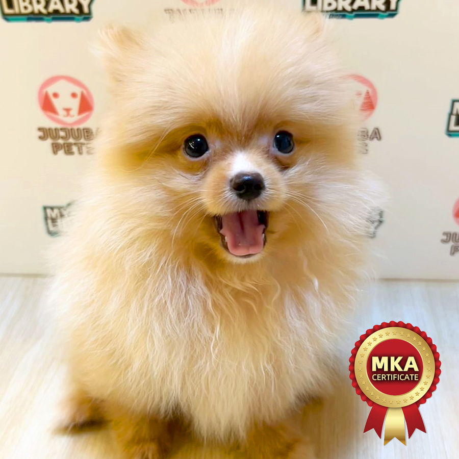 MKA Pomeranian Puppy (Male) For Sale