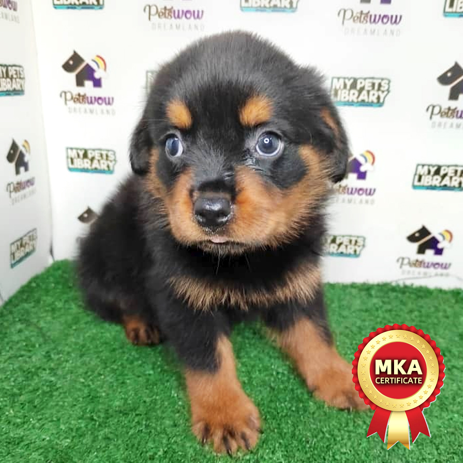 MKA Rottweiler Puppy (Male) For Sale