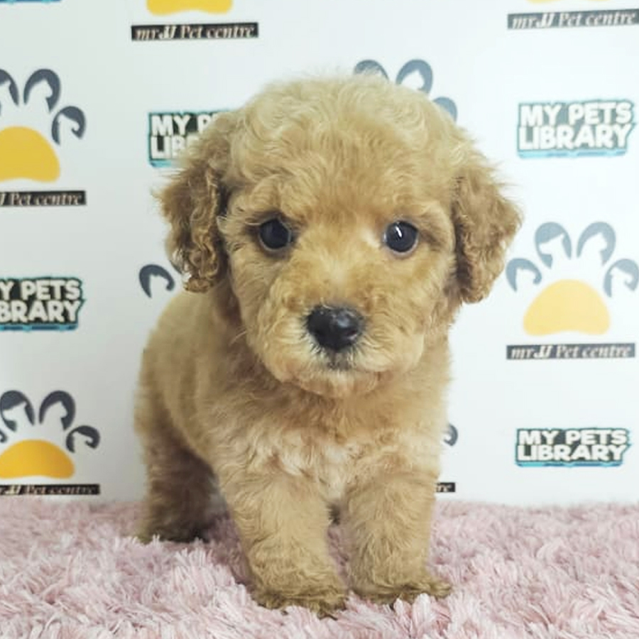 Tiny Poodle Puppy (Female) For Sale