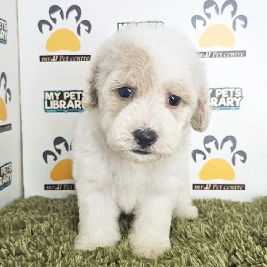 Tiny Poodle Puppy (Male) For Sale