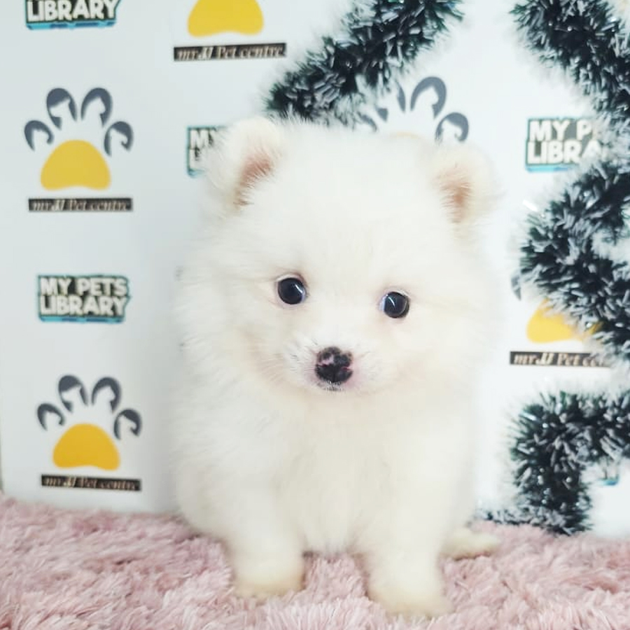 Tiny Pomeranian Puppy (Female) For Sale