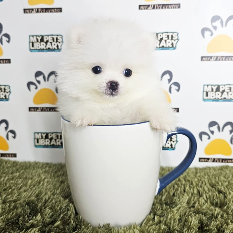 Teacup Pomeranian Puppy (Male) For Sale