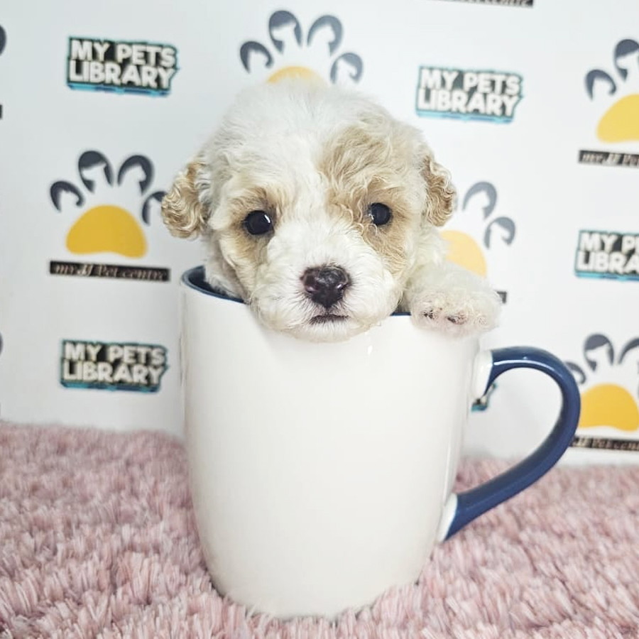 Teacup Poodle Puppy (Female) For Sale