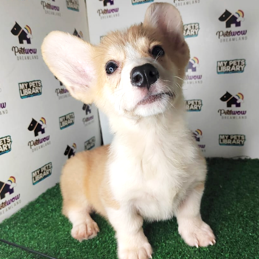 Pembroke Welsh Corgi Puppy (Male) For Sale