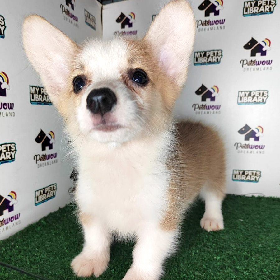 Pembroke Welsh Corgi Puppy (Female) For Sale