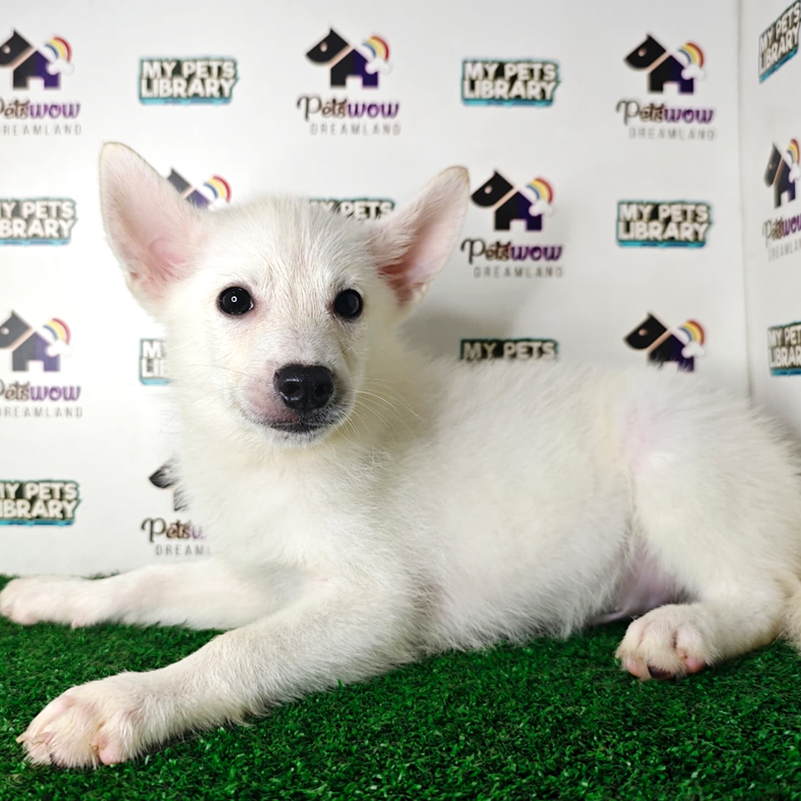 Spitz Puppy (Male) For Sale