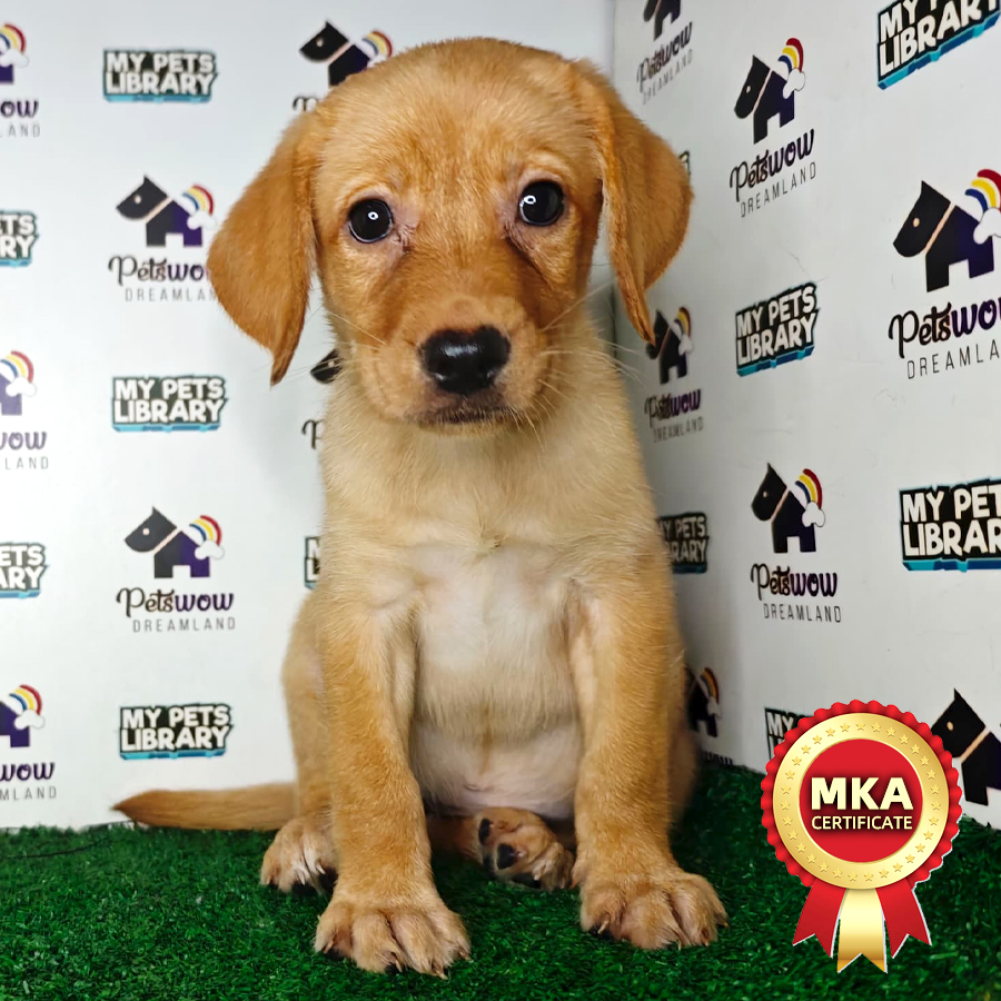 MKA Labrador Retriever Puppy (Female) For Sale