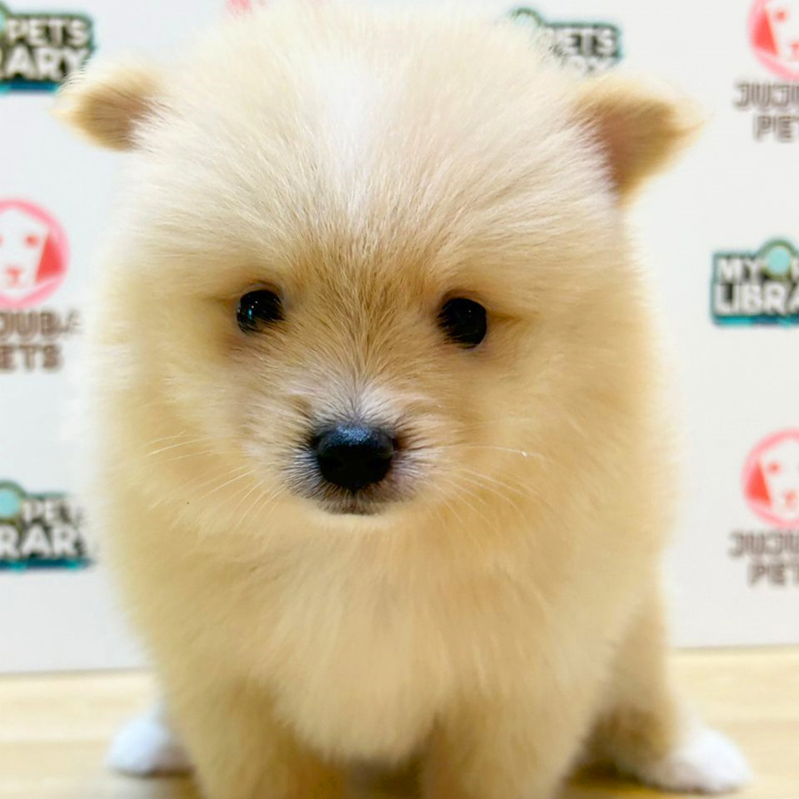 Pomeranian Puppy (Male) For Sale
