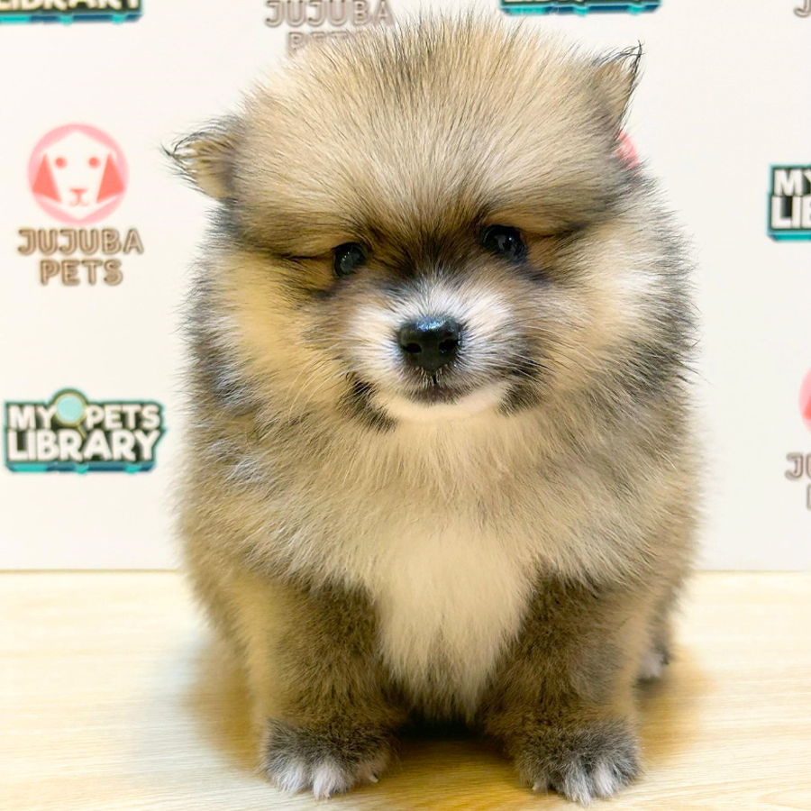 Pomeranian Puppy (Male) For Sale