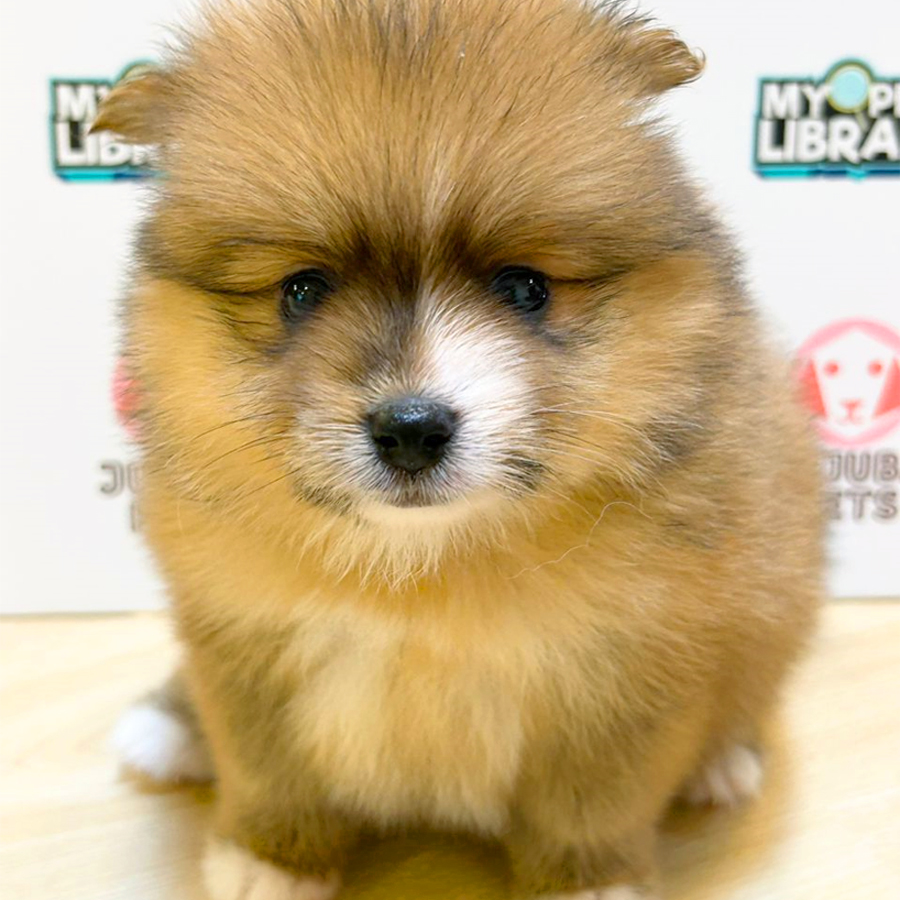 Pomeranian Puppy (Female) For Sale