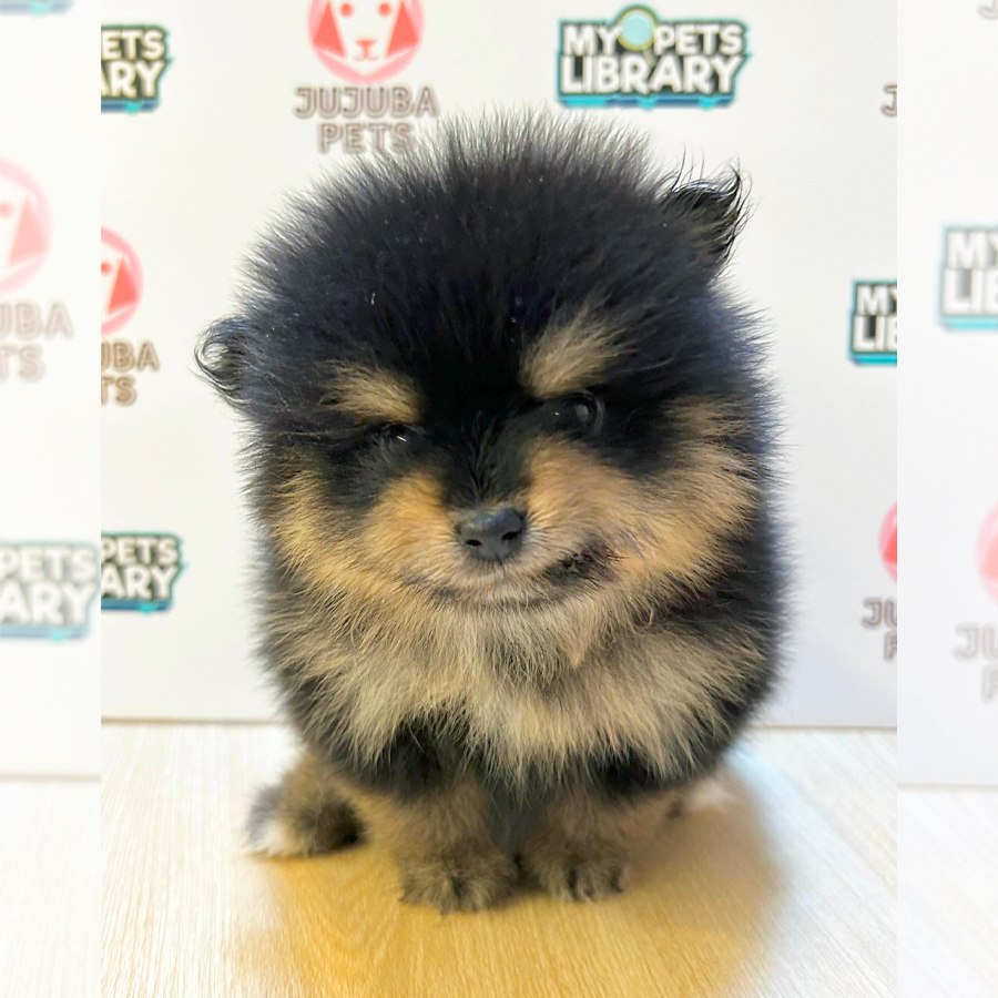 Tiny Pomeranian Puppy (Female) For Sale