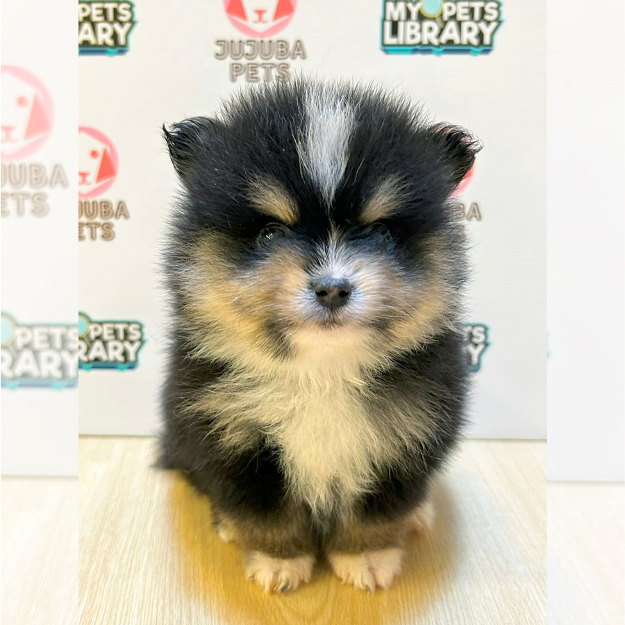 Tiny Pomeranian Puppy (Male) For Sale